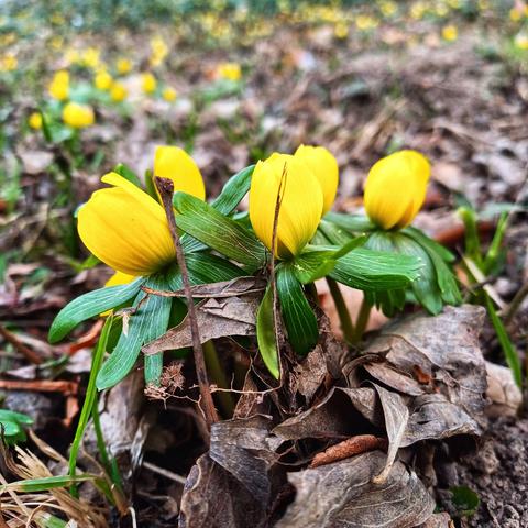 Zwischen altem Laub hervorspitzendes Grün mit einigen Blüten (Winterling)