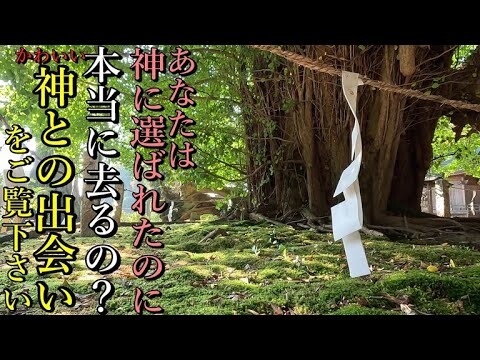※可愛い神の使いがあなたを迎えます！⚠️神に選ばれました！ご縁を結んで下さい【栃木県下都賀郡野木町 野木神社】