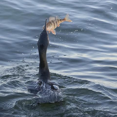 Merimetso ja ahven. A great cormorant and an European perch.