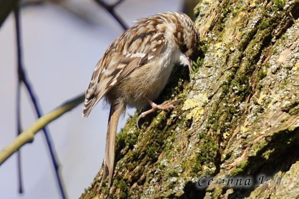 Der gleiche Vogel angelt in der Borke nach Futter.