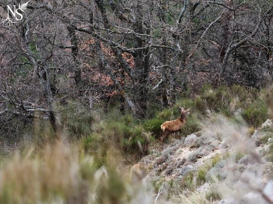 English A young stag in rocky landscapes next to an oak forest in winter. His head is up. We slightly see the back of a second stag next to him.
•
Français Un jeune cerf dans un paysage rocheux à côté d'une forêt de chênes en hiver. Sa tête est levée. On aperçoit légèrement le dos d'un deuxième cerf à côté de lui.