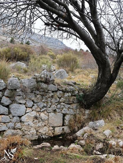 English An ancient stone wall with a source flowing at its foot. An old cherry tree comes out of the wall and grows in a curve. In the background we can see mountains.
•
Français Un ancien mur de pierre au pied duquel coule une source. Un vieux merisier sort du mur et pousse en formant une courbe. À l'arrière-plan, on aperçoit des montagnes.
