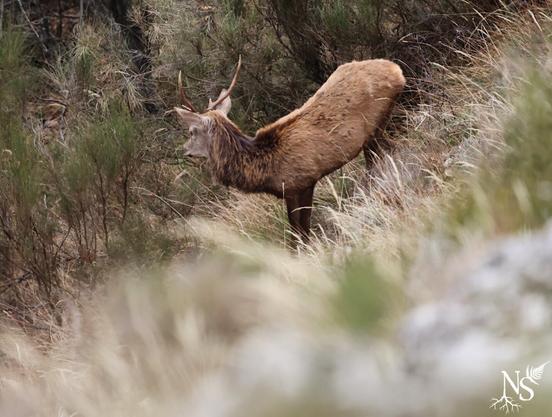 English A young stag among tall grass from upclose.
•
Français Un jeune cerf dans les hautes herbes, vu de près.