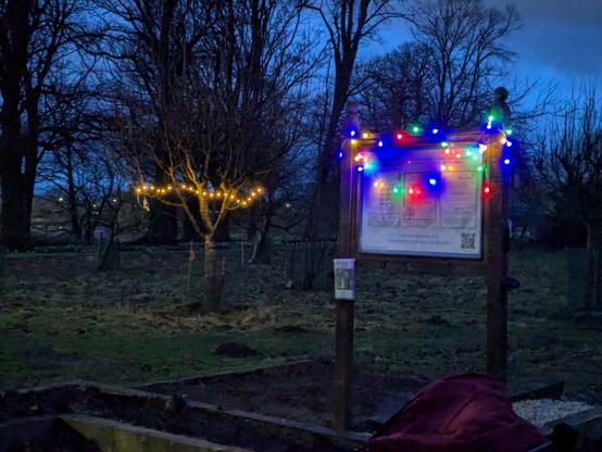 Apple trees and sign decked in fairy lights by night