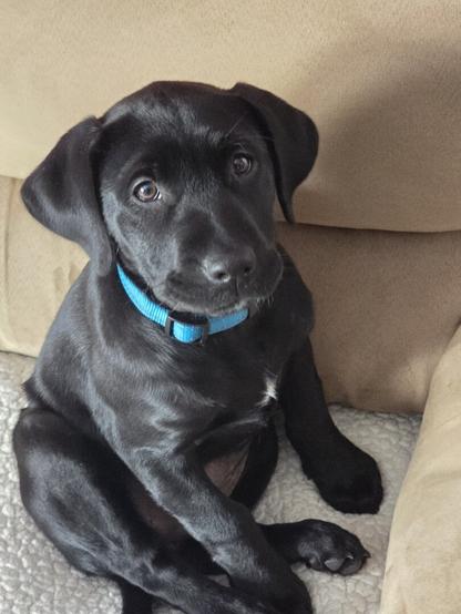 Black Lab puppy sitting on couch looking at camera