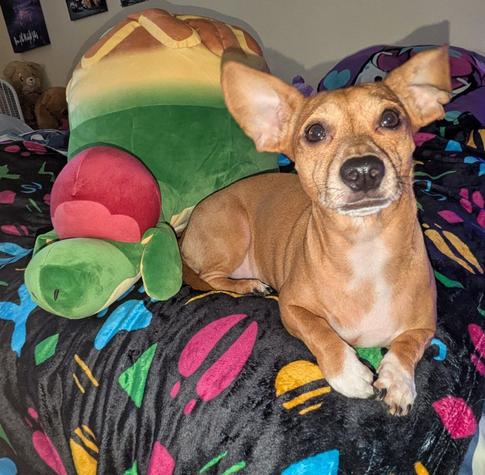 My chiweenie dog is laying next to the plush, showing that the plush is much taller than her.