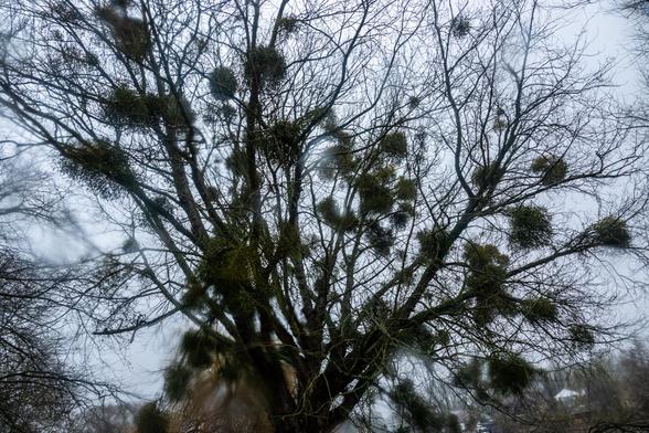 A wide, many branched, tree has no leaves and many spherical mistletoe attached to it. There are smudges on the photo from water on lens, the sky is grey and overcast.