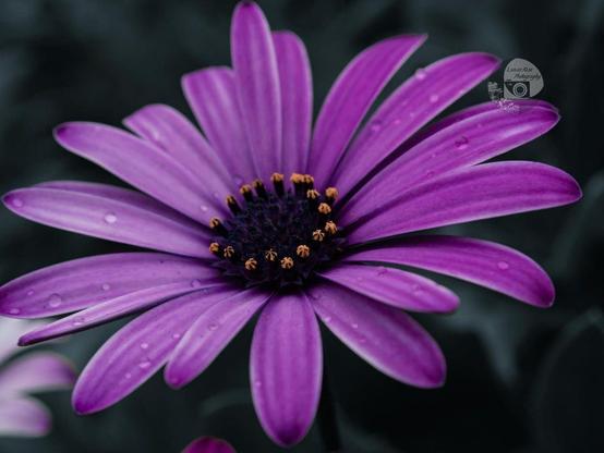 a purple African daisy against a grassy background