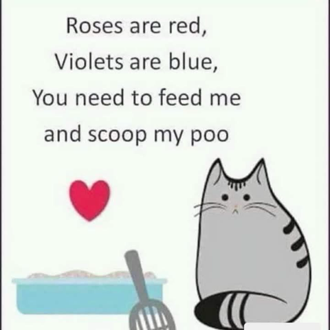 (A cat) Roses are red, Violets are blue, You need to feed me and scoop my poo