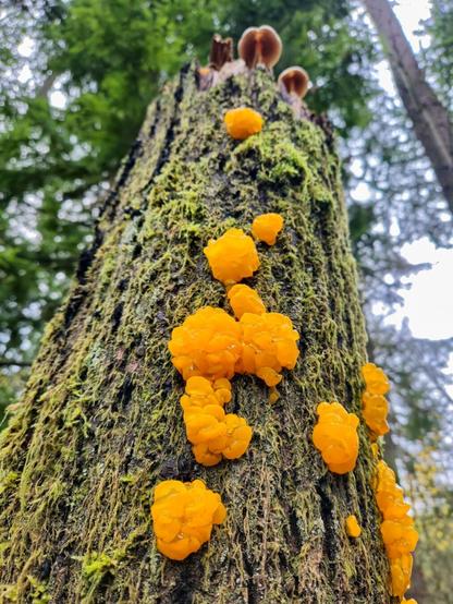 The image shows a tree trunk with bright orange jelly-like fungi growing on it. These fungi appear against the rough, moss-covered bark of the tree. The background shows a forest setting with blurred greenery.