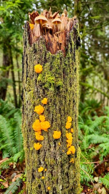 The image shows a tree stump in a forest setting. On the stump, there are mushrooms growing at the top, and bright orange fungi or jelly-like growths on the side. The stump is covered in moss, and the background features green foliage, including ferns.