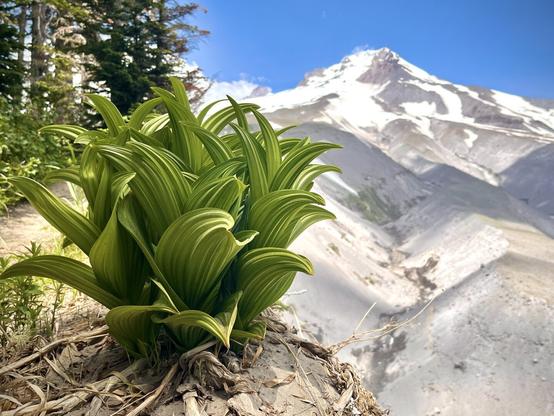 The vibrant, green leaves of what looks to be a False Hellebore sprout from the ground in all directions on a cliff's edge, the sandy/snowy peak of Mt. Hood visible in the distance on a clear day.