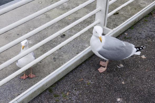 two seagulls, one in front and the second behind a railing