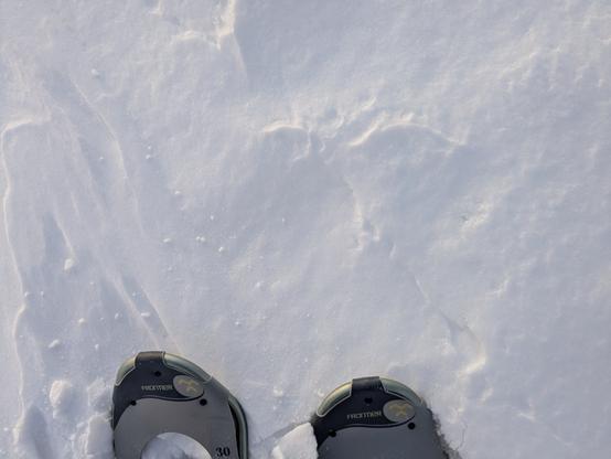 Image: Looking down at the tips of my snowshoes in the snow. 

Imagen: Mirando hacia abajo a las puntas de mis raquetas de nieve en la nieve.

Image : Je regarde le bout de mes raquettes dans la neige.

Billede: Ser ned på spidserne af mine snesko i sneen.

Bilde: Ser ned på tuppen av trugene mine i snøen.

Ajjiliuqtausimajuq: takunnaqtunga ataanut sikumi kailluarutikka tipinginnik aputimi.

Assilisaq: Qimuttuitsuni qimmit qimuttut tippiisa allamut qiviarlugit.

Govva: Geahččan vuolábeallái mu snihkkárgávttiid muohttagis.

Kuva: Katson lumikenkieni kärkiä lumessa.

Bild: Blick auf die Spitzen meiner Schneeschuhe im Schnee.