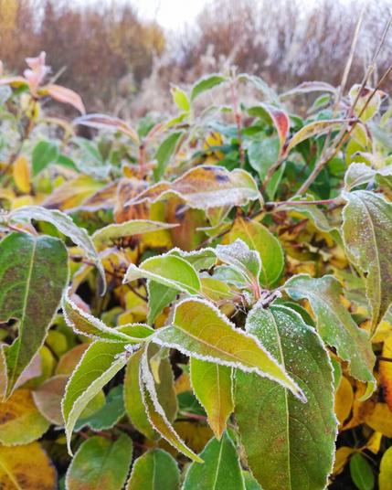 Colorful bushes covered in frost