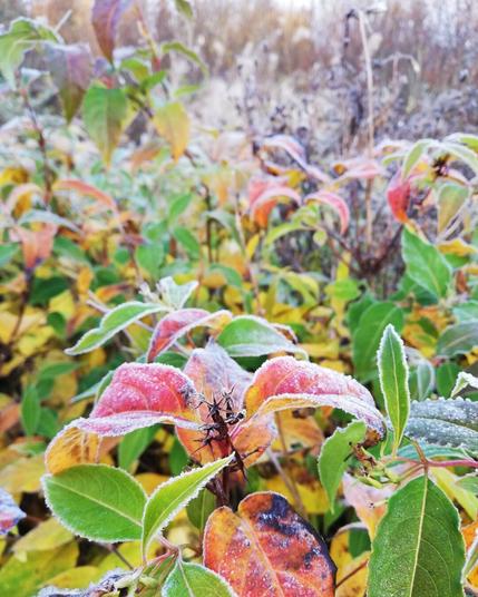 Colorful bushes covered in frost