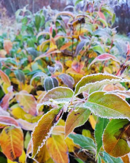 Colorful bushes covered in frost