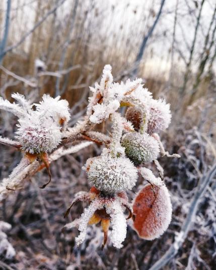 Rosehips covered in frost on a beautiful winter morning