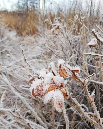 Rosehips covered in frost on a beautiful winter morning