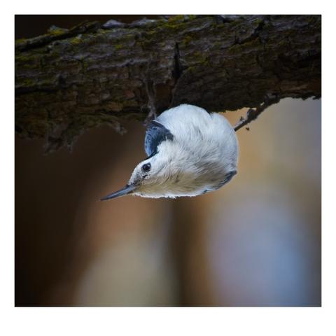 A white-breasted nuthatch hangs upside down from a tree branch, showcasing a mix of white and blue feathers against a blurred, earthy background. The bird's pointed beak is visible, emphasizing its unique posture.
