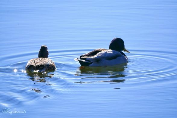 Deux canards colvert, un mâle et une femelle, en train de flotter sur un plan d’eau calme aux reflets bleu ciel. L’ambiance est très lumineuse et l’eau scintille derrière la femelle. La femelle est de dos, et le mâle légèrement tourné vers la droite.