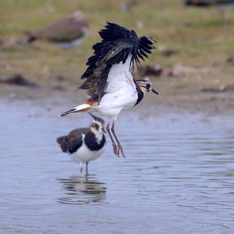 Lapwing shaking off water after bathing