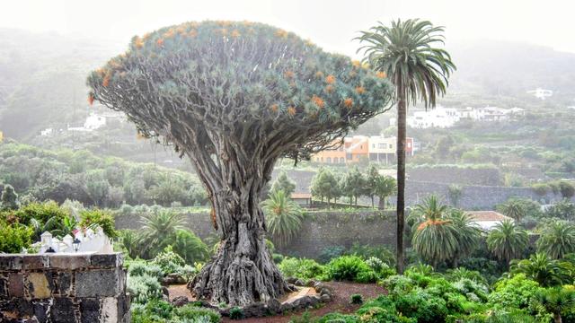 A wide shot of a dragon tree (Dracaena draco) with a thick textured trunk and dense, umbrella-shaped canopy with green and orange leaves, alongside a taller palm tree to its right against a backdrop of hills and buildings.