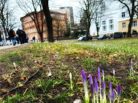 Ein Blick auf eine grasbewachsene Fläche mit keimenden lila Krokusblüten im Vordergrund. Im Hintergrund gehen Menschen einen Weg neben einem historischen Gebäude aus roten Backsteinen entlang. Blattlose Bäume und geparkte Autos sind ebenfalls sichtbar.