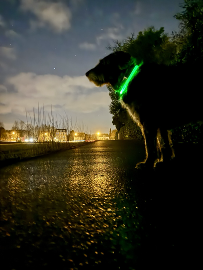 Morgenrunde mit dem Hund