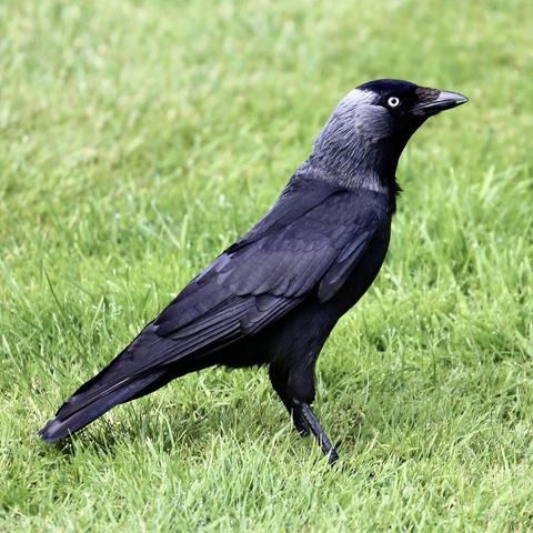 A lone Jackdaw on a lawn. Alert and looking for food.