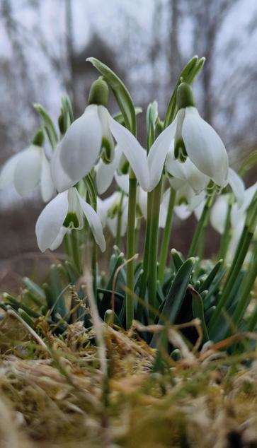 A clump of freshly opened snowdrops growing on a mossy meadow, taking from a frog perspective.