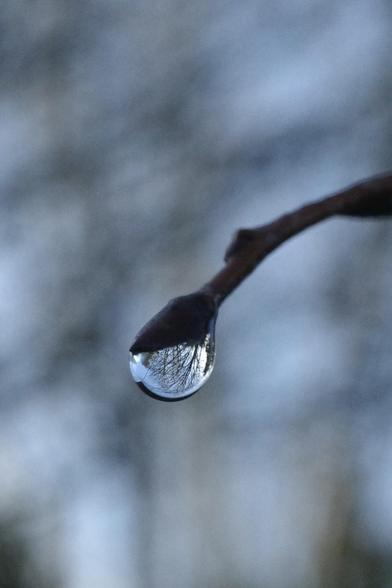 A water drop hanging from a bud at the end of a twig. Background trees are refracted through the drop.