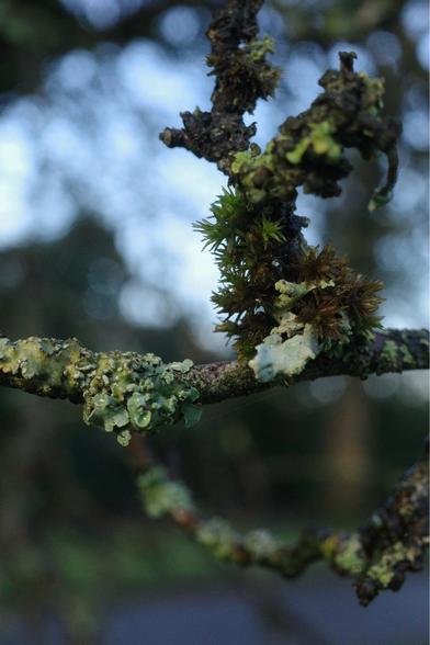 Moss and lichen on a twig, with blue sky bokeh behind.