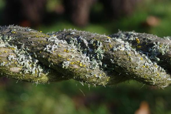 Lichen growing on a rope fence.