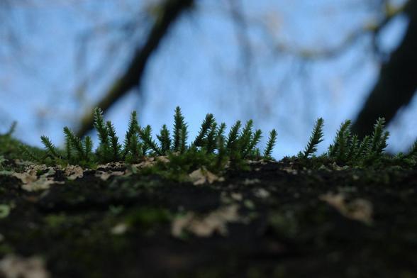Moss on an oak branch, with blue sky behind.