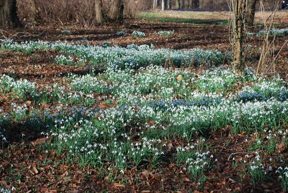 Viele Schneeglöckchen unter Bäumen im Sonnenlicht