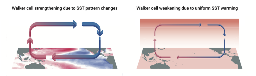 The graphic shows two maps of the tropical Pacific. In one of them, the ocean surface temperatures are warm in the West and cold in the East, and the Walker circulation in the atmosphere is indicated with thick arrows. The title says "Walker cell strengthening due to SST pattern changes". The other map is uniformly red and so is the upper troposphere. Here, the arrows are thin, and the title says "Walker cell weakening due to uniform SST warming".