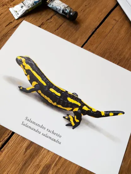 Photo d'une illustration de salamandre