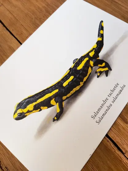 Photo d'une illustration de salamandre