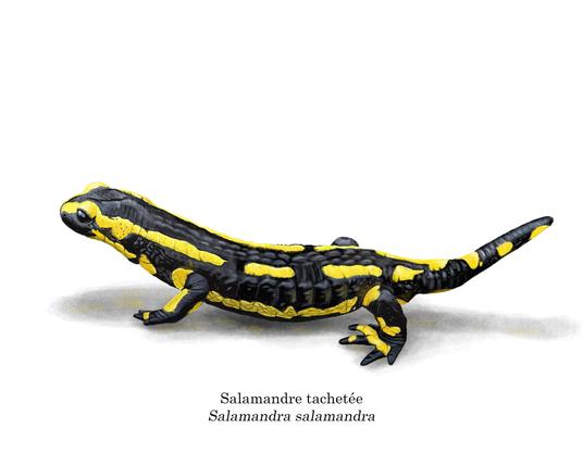 Illustration de salamandre tachetée