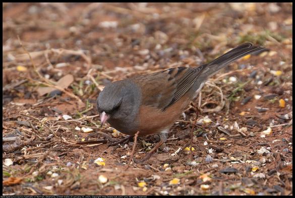 A Dark-eyed Junco (Junco hyemalis) was walking in sparse vegetation looking for seeds to eat in Norman, Oklahoma, United States on January 25, 2025. It has been dry this winter and there is very little vegetation left by hungry wildlife.
