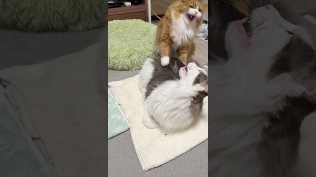 先輩猫は怖かった #ノルウェージャンフォレストキャット #メインクーン
