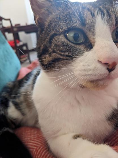 Inigo, a tabby and white cat with green eyes, who has gone missing and broken his mother's heart