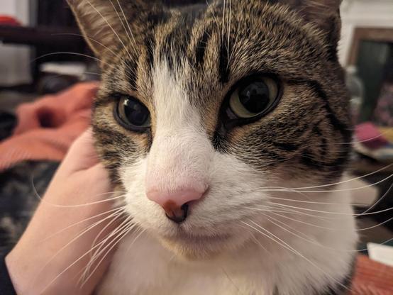Inigo, a tabby and white cat with green eyes, who has gone missing and broken his mother's heart