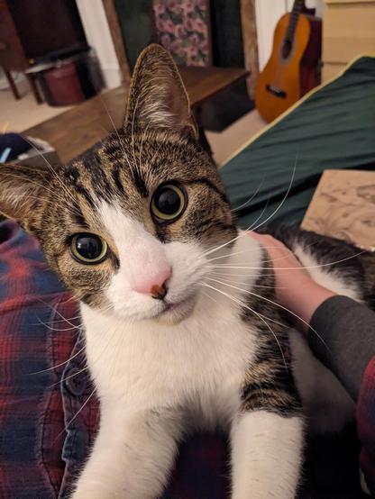 Inigo, a tabby and white cat with green eyes, who has gone missing and broken his mother's heart