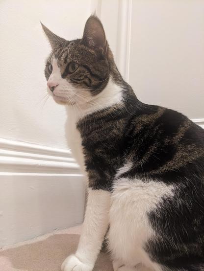 Inigo, a tabby and white cat with green eyes, who has gone missing and broken his mother's heart