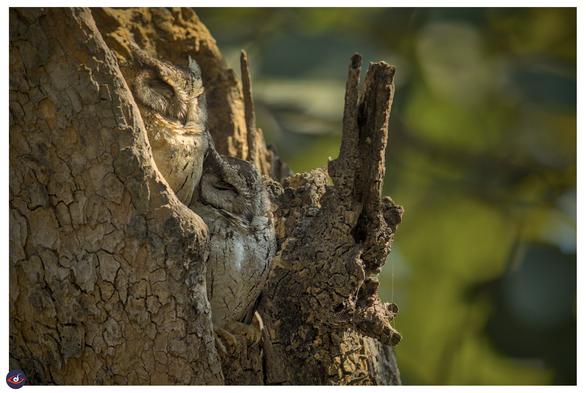 A mother and juvenille Indian scops owl snoozing in a hole of a tree branch.