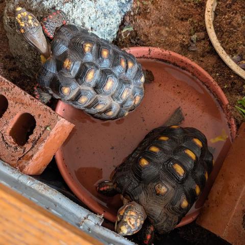Two small, blind red-footed tortoises sitting in the same dish of water.