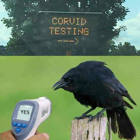 road sign reading 
CORVID TESTING 
above a crow sitting on a fencepost with a thermometer gun pointed at it reading YES