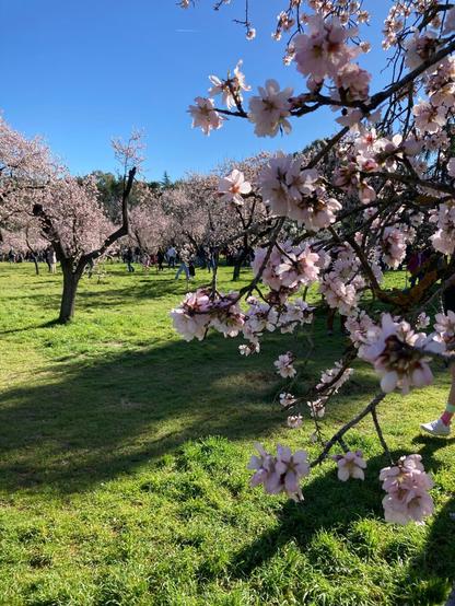 Almendros en flor